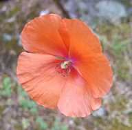 :mohn: