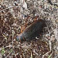 :käfer:
